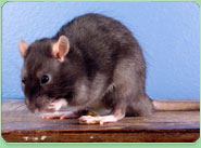 rat control Walkden